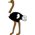 Rpzboray-ostrich.png